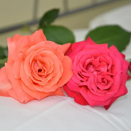 Appart hôtel Le Corniole